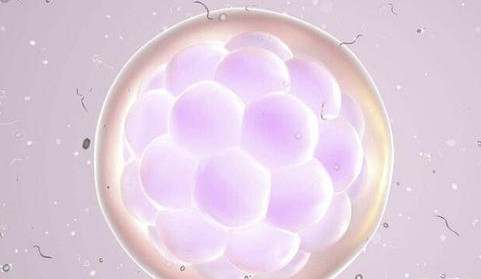 宿迁借卵试管助孕哪家好-移植新鲜胚胎还是冷冻胚胎做试管婴儿好？合适的才是最好的